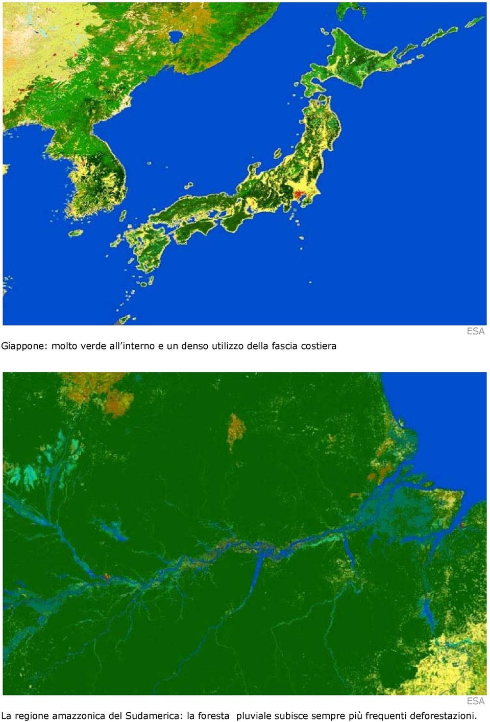 amazzonica del Sudamerica: la foresta