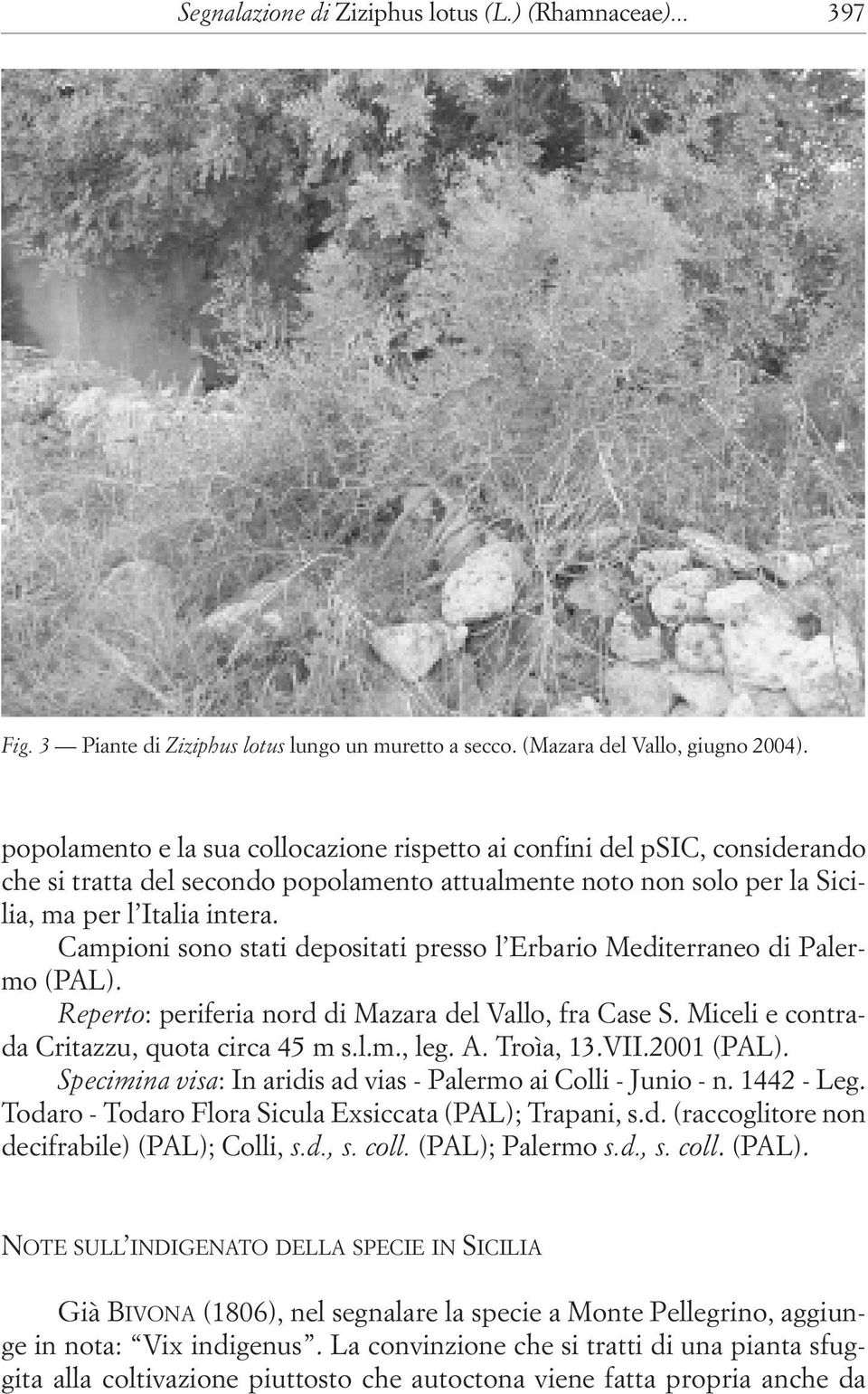 Campioni sono stati depositati presso l Erbario Mediterraneo di Palermo (PAL). Reperto: periferia nord di Mazara del Vallo, fra Case S. Miceli e contrada Critazzu, quota circa 45 m s.l.m., leg. A.