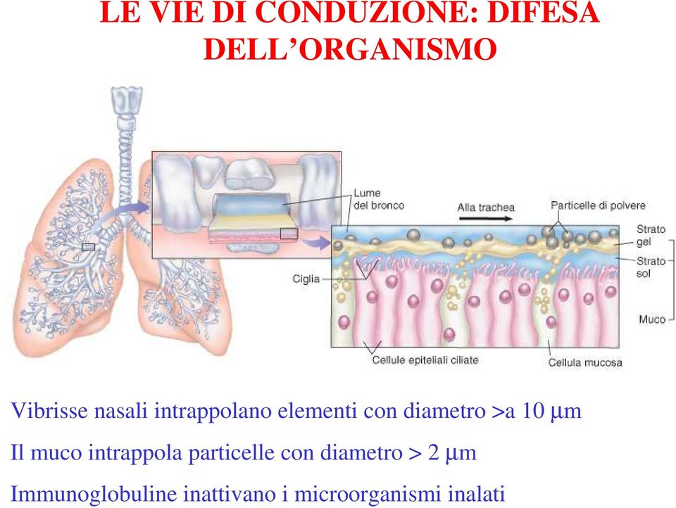 >a 10 µm Il muco intrappola particelle con diametro