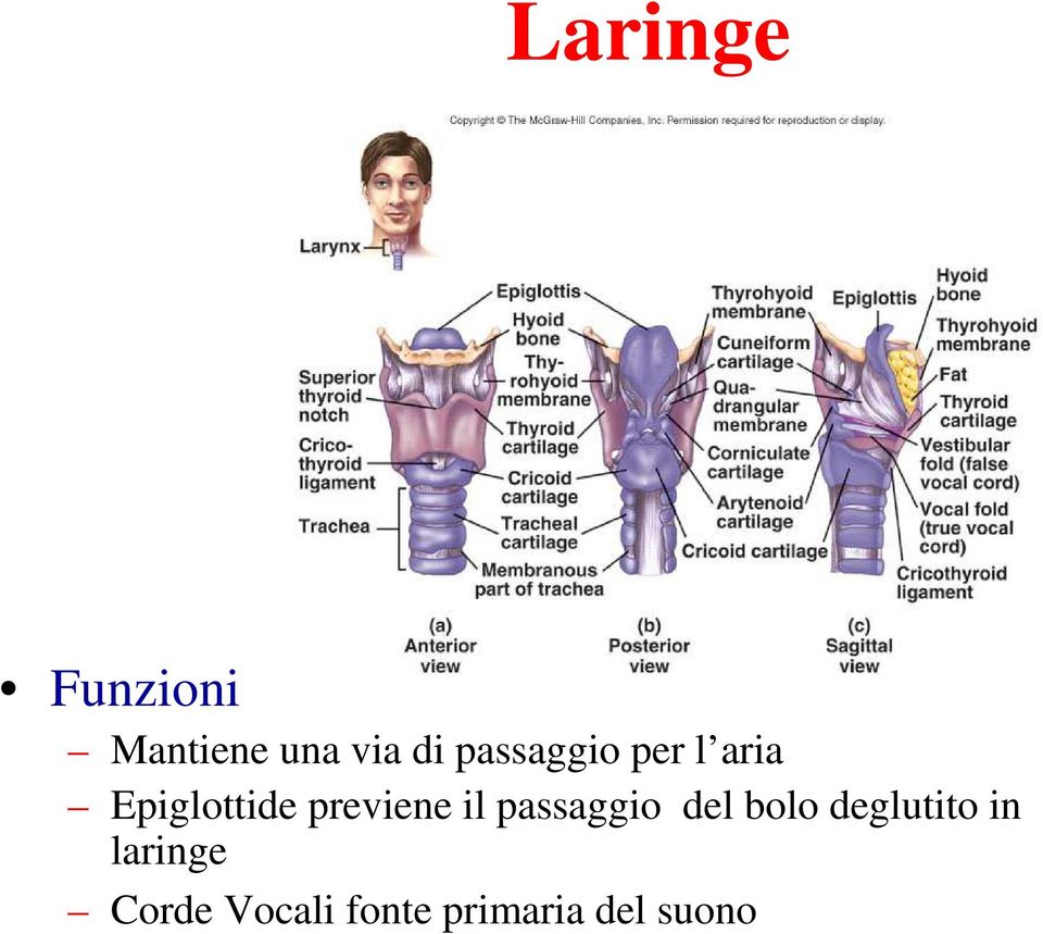 previene il passaggio del bolo