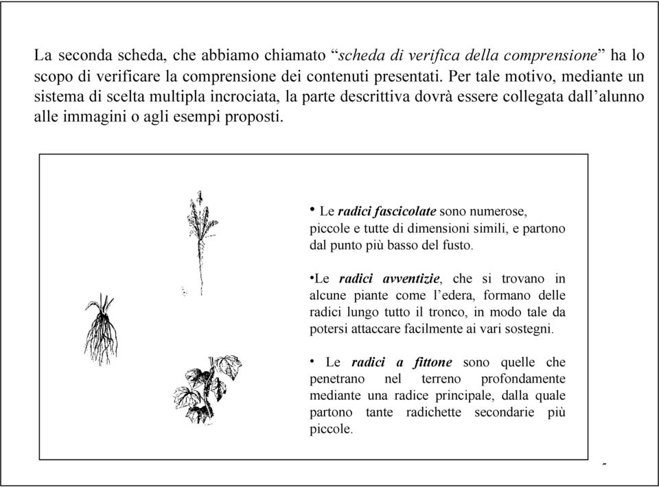 Le radici fascicolate sono numerose, piccole e tutte di dimensioni simili, e partono dal punto più basso del fusto.