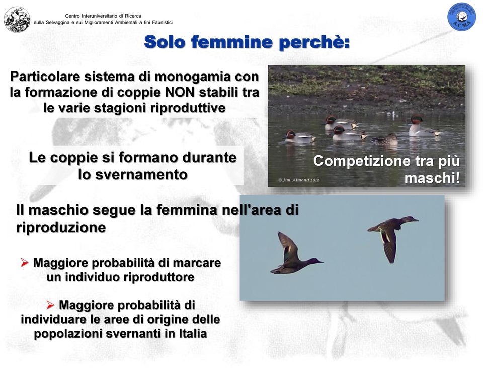 Il maschio segue la femmina nell'area di riproduzione Maggiore probabilità di marcare un individuo