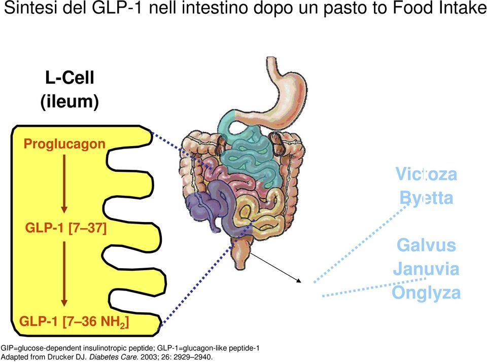 Galvus Januvia Onglyza GIP=glucose-dependent insulinotropic peptide;