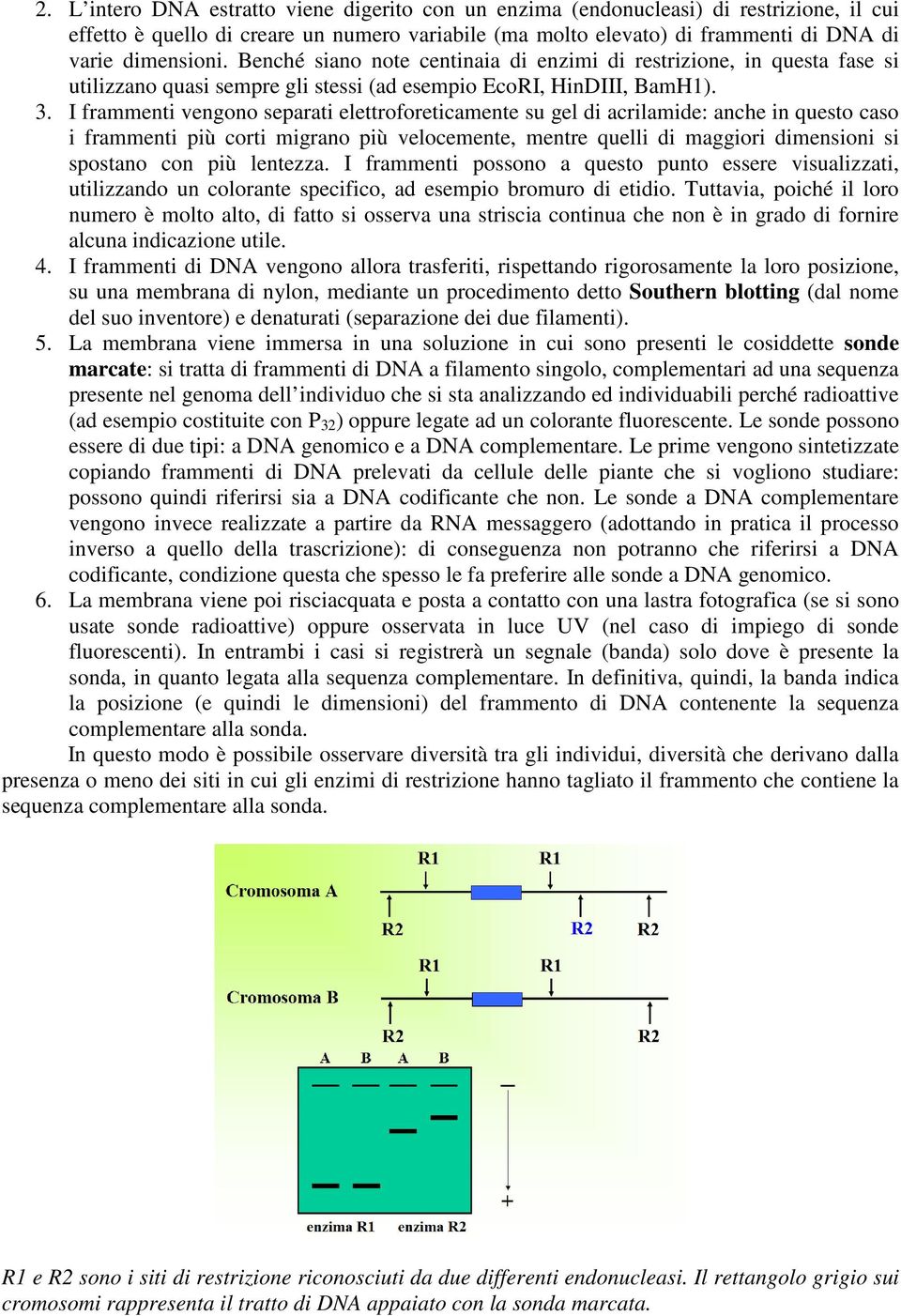 I frammenti vengono separati elettroforeticamente su gel di acrilamide: anche in questo caso i frammenti più corti migrano più velocemente, mentre quelli di maggiori dimensioni si spostano con più