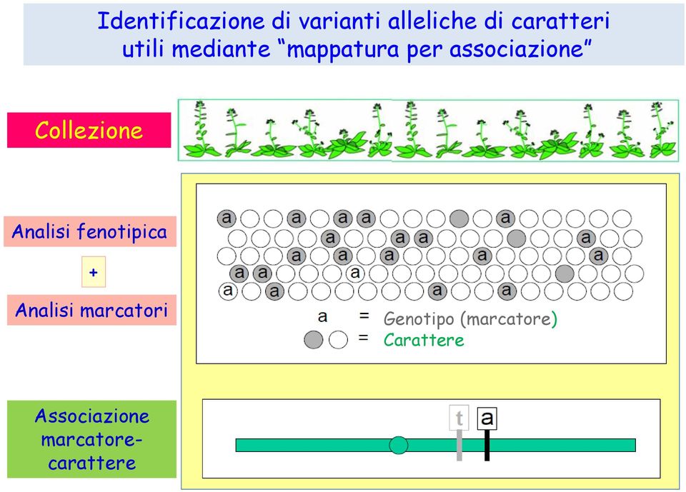 Collezione Analisi fenotipica + Analisi marcatori