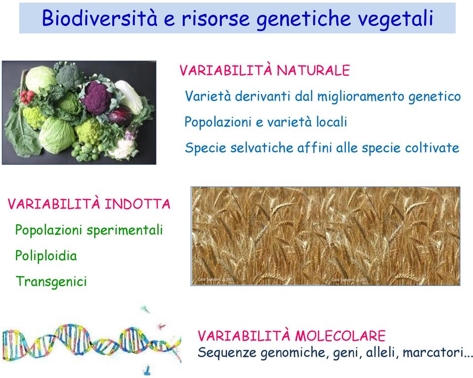 alle specie coltivate VARIABILITÀ INDOTTA Popolazioni sperimentali Poliploidia