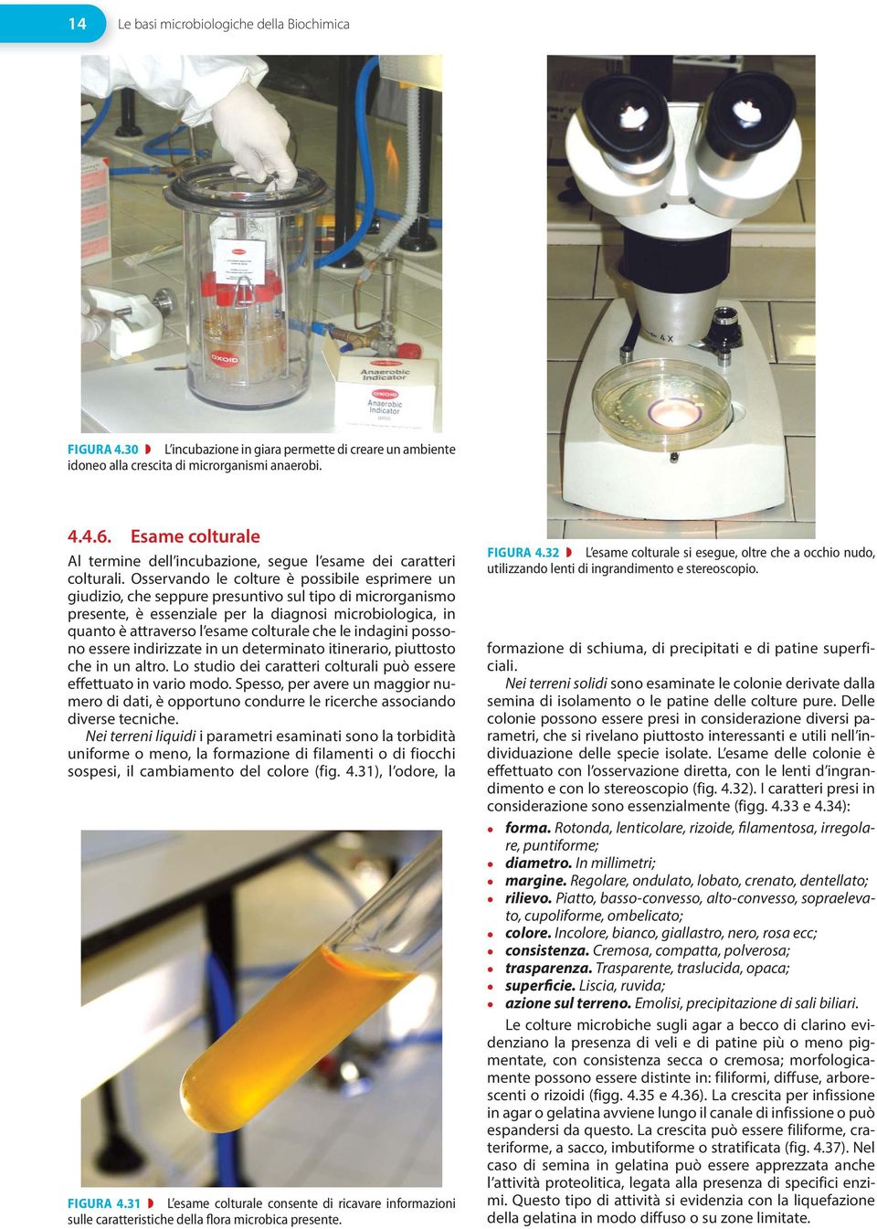 Osservando le colture è possibile esprimere un giudizio, che seppure presuntivo sul tipo di microrganismo presente, è essenziale per la diagnosi microbiologica, in quanto è attraverso l esame