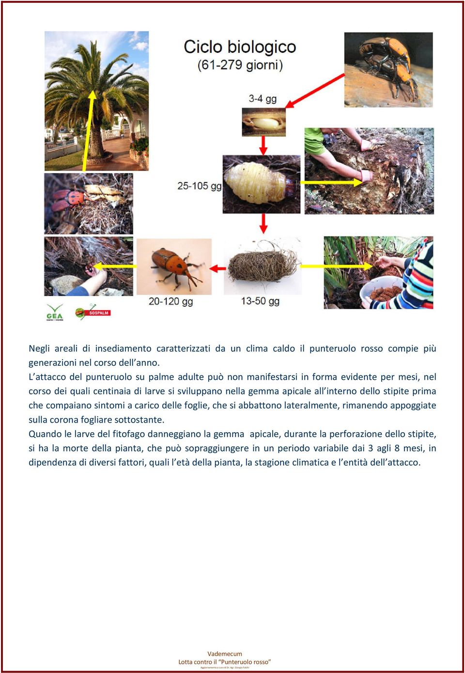 stipite prima che compaiano sintomi a carico delle foglie, che si abbattono lateralmente, rimanendo appoggiate sulla corona fogliare sottostante.