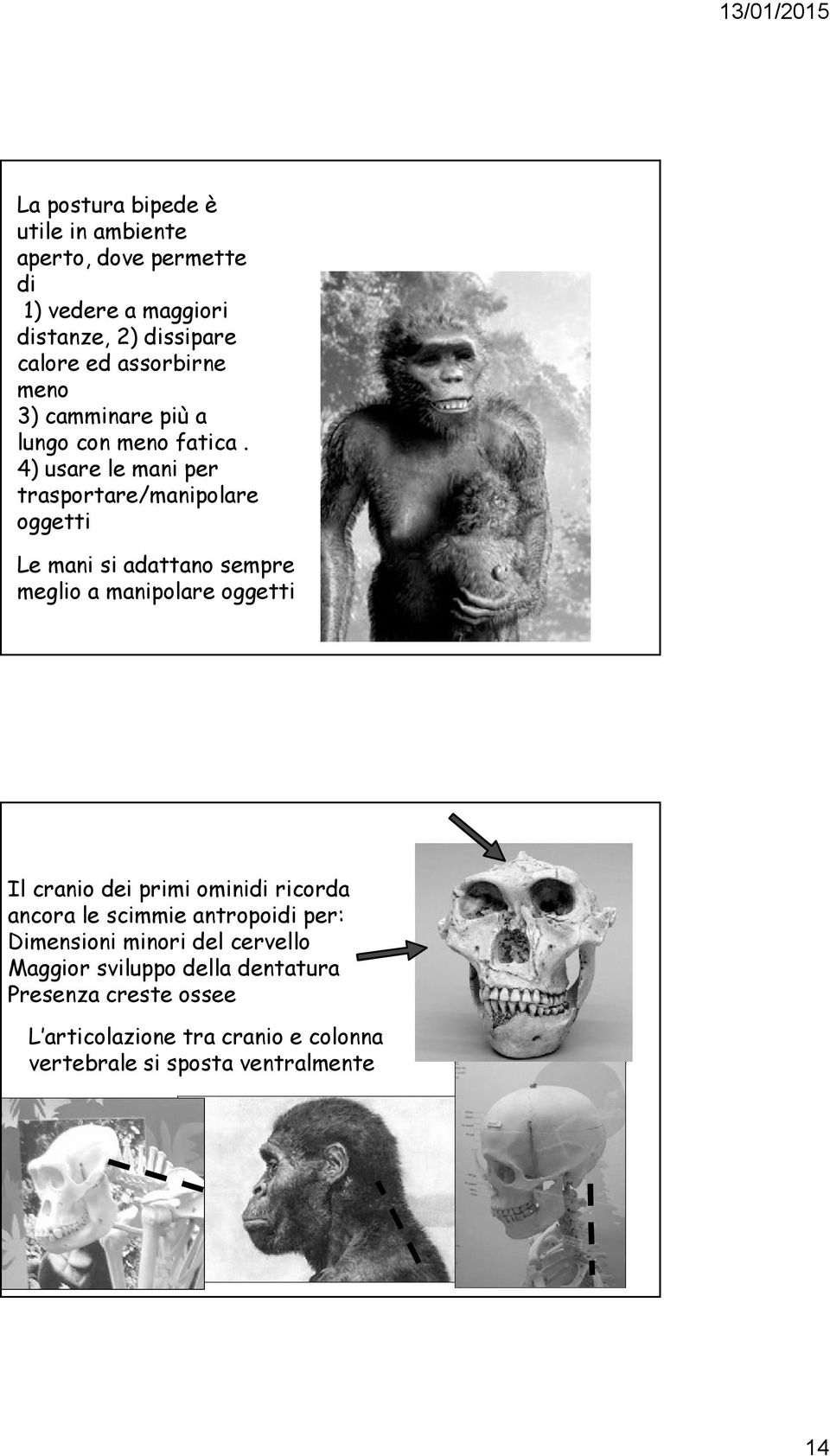 4) usare le mani per trasportare/manipolare oggetti Le mani si adattano sempre meglio a manipolare oggetti Il cranio dei primi