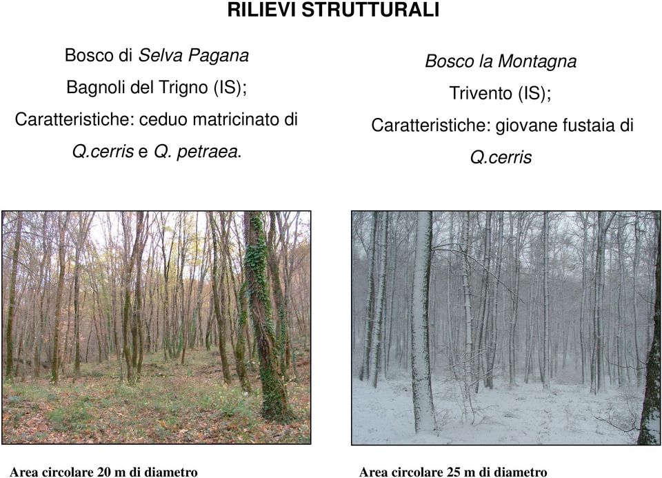 Bosco la Montagna Trivento (IS); Caratteristiche: giovane fustaia