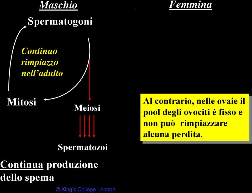 Mitoses stop Female Femmina Primordial germ cells (oogonia) Al contrario, nelle ovaie il pool