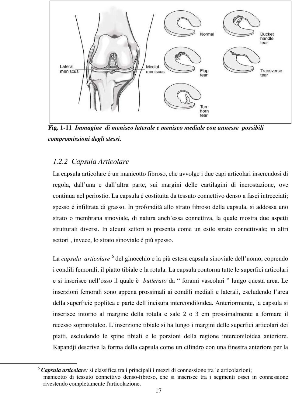 incrostazione, ove continua nel periostio. La capsula é costituita da tessuto connettivo denso a fasci intrecciati; spesso é infiltrata di grasso.