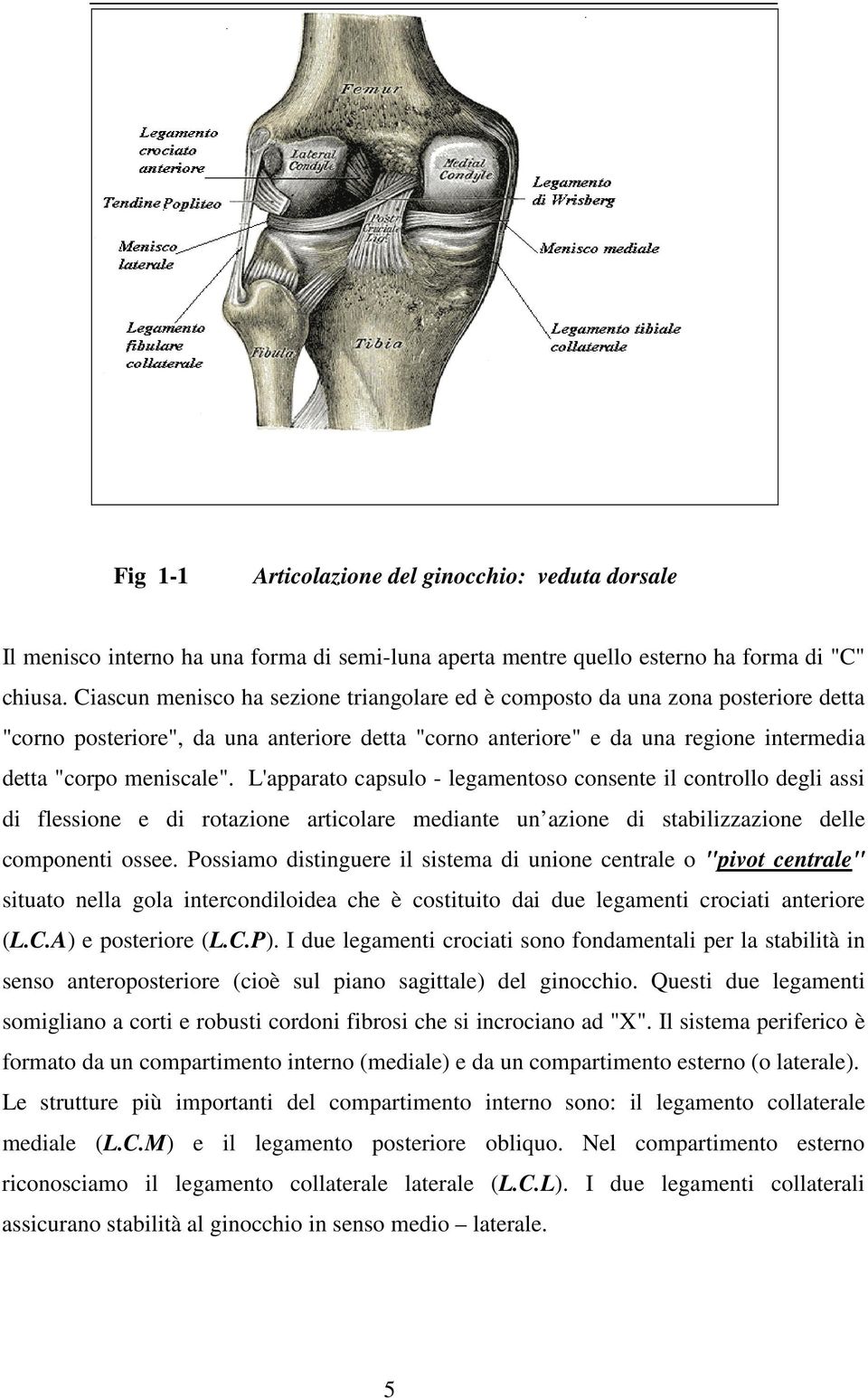 L'apparato capsulo - legamentoso consente il controllo degli assi di flessione e di rotazione articolare mediante un azione di stabilizzazione delle componenti ossee.