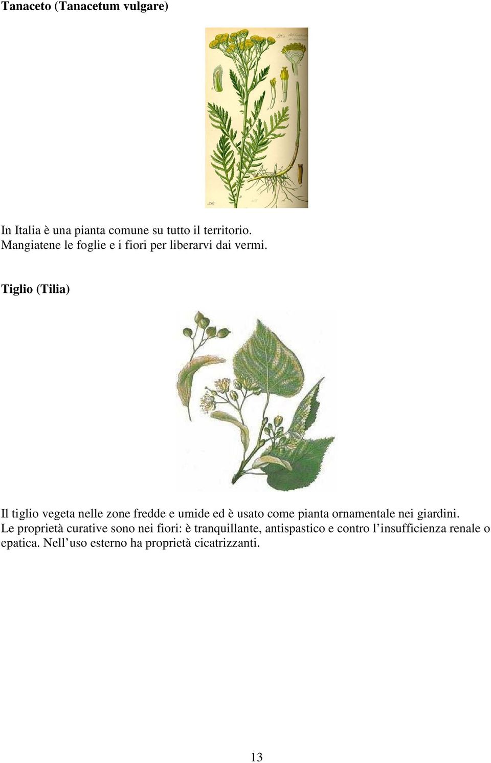 Tiglio (Tilia) Il tiglio vegeta nelle zone fredde e umide ed è usato come pianta ornamentale nei