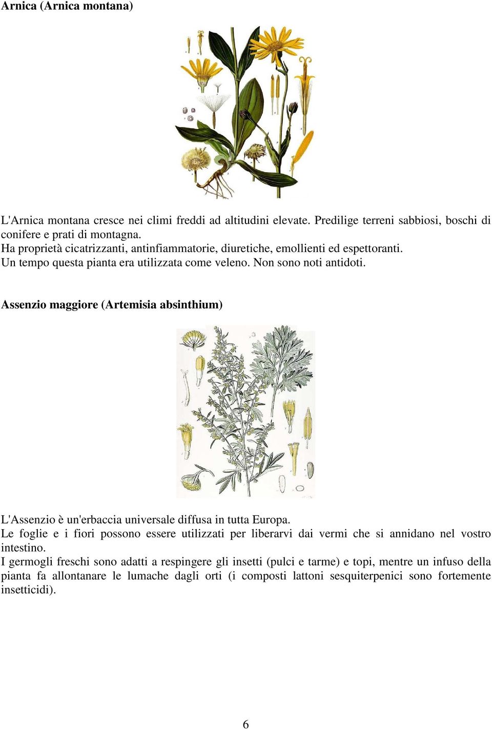 Assenzio maggiore (Artemisia absinthium) L'Assenzio è un'erbaccia universale diffusa in tutta Europa.