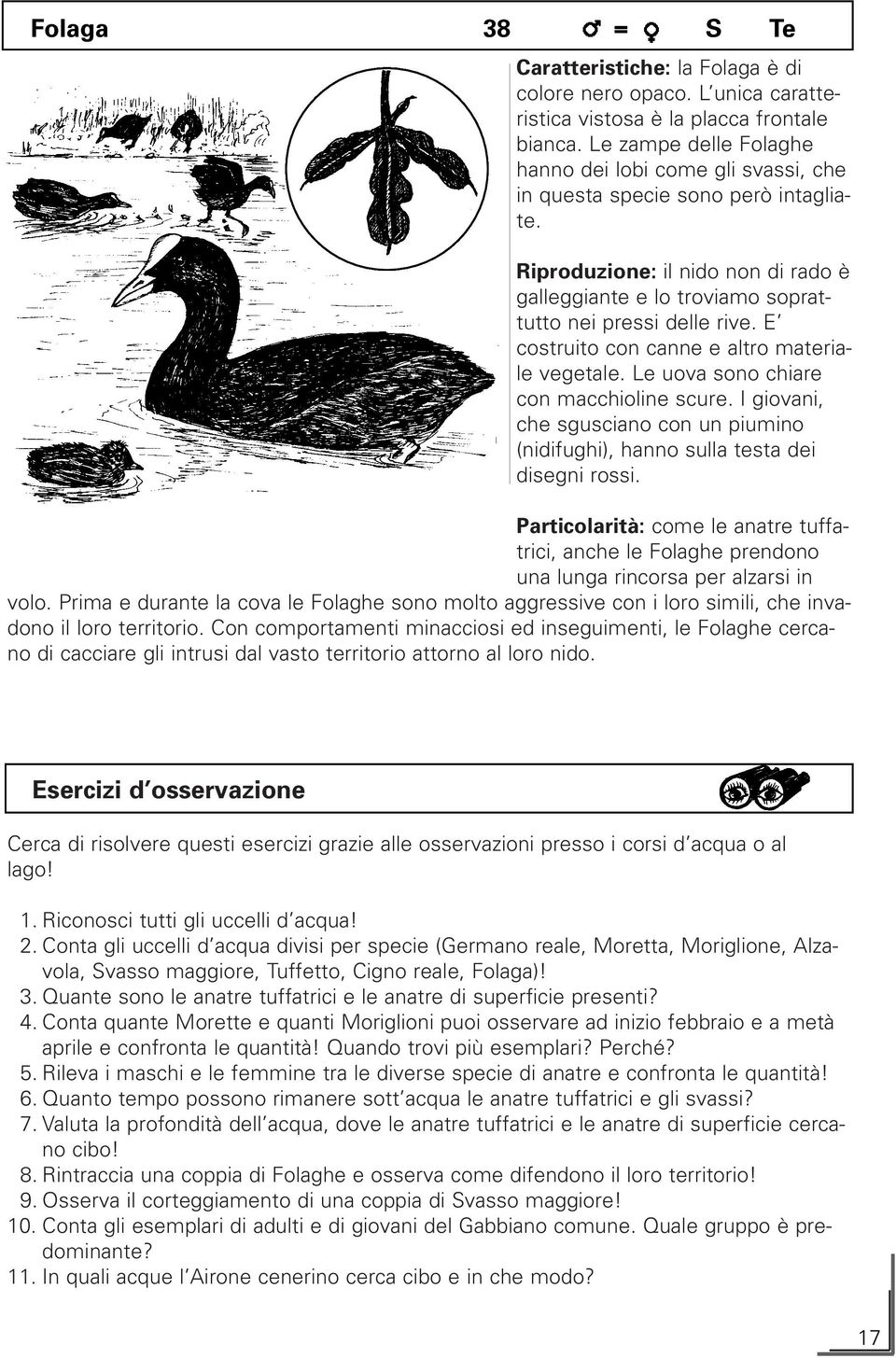 E costruito con canne e altro materiale vegetale. Le uova sono chiare con macchioline scure. I giovani, che sgusciano con un piumino (nidifughi), hanno sulla testa dei disegni rossi.