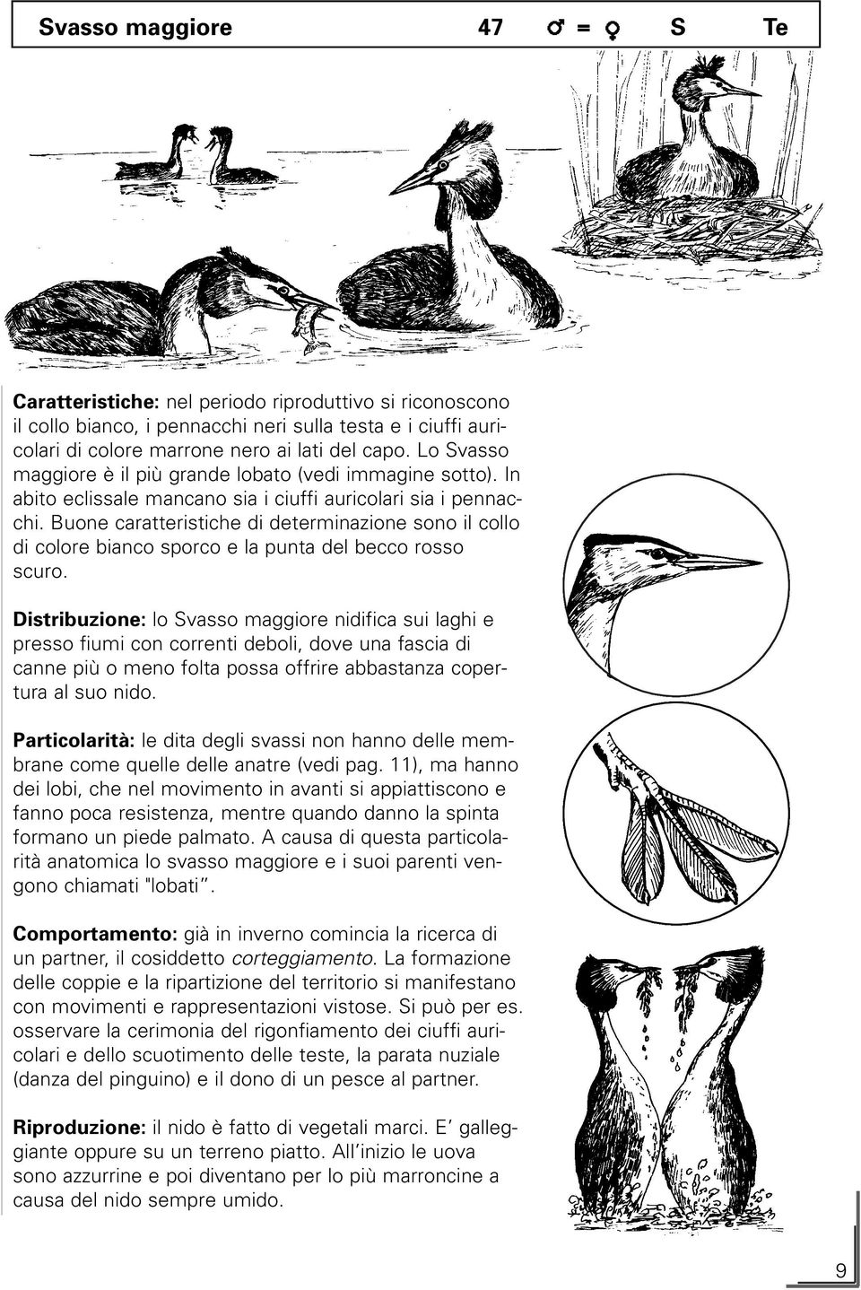 Buone caratteristiche di determinazione sono il collo di colore bianco sporco e la punta del becco rosso scuro.