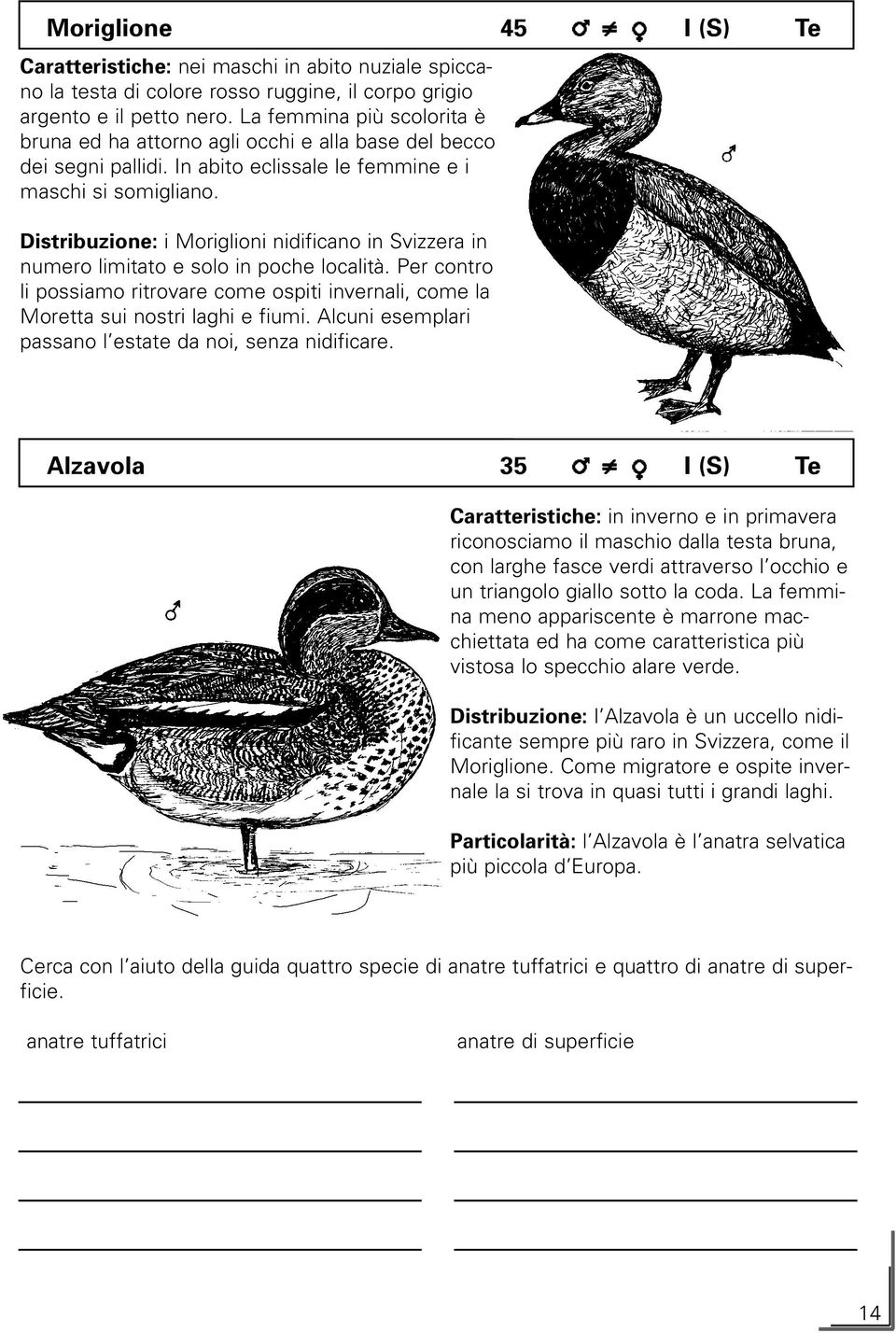 Distribuzione: i Moriglioni nidificano in Svizzera in numero limitato e solo in poche località. Per contro li possiamo ritrovare come ospiti invernali, come la Moretta sui nostri laghi e fiumi.