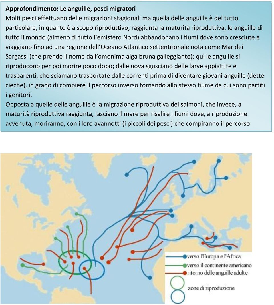 nota come Mar dei Sargassi (che prende il nome dall omonima alga bruna galleggiante); qui le anguille si riproducono per poi morire poco dopo; dalle uova sgusciano delle larve appiattite e