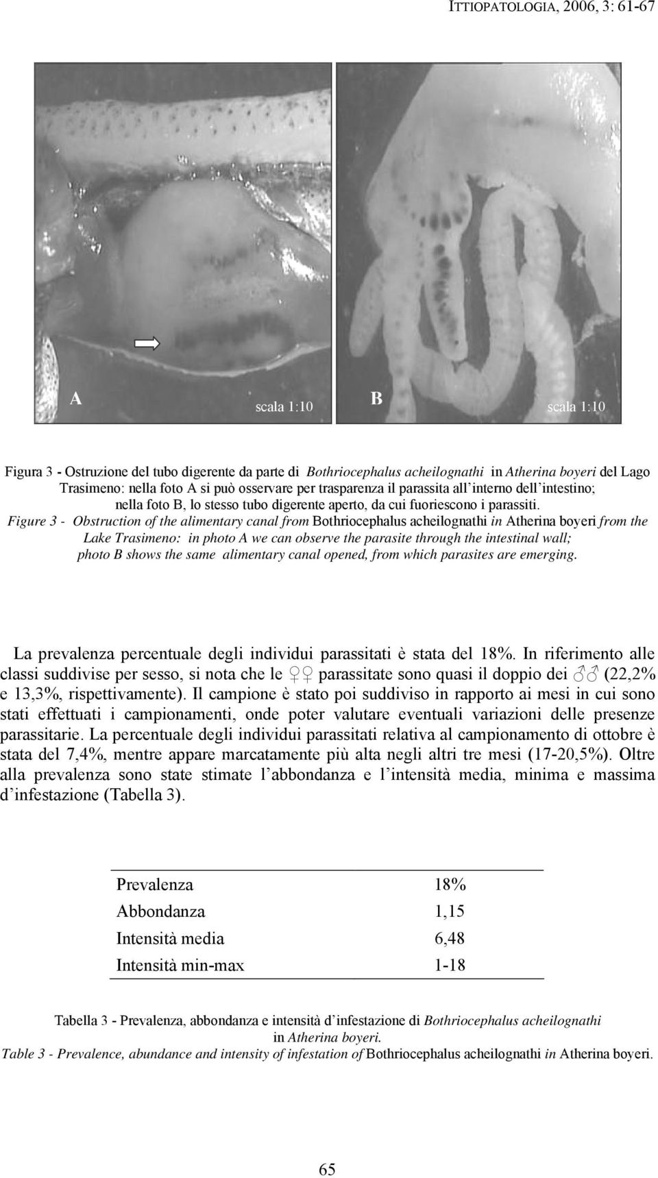 Figure 3 - Obstruction of the alimentary canal from Bothriocephalus acheilognathi in Atherina boyeri from the Lake Trasimeno: in photo A we can observe the parasite through the intestinal wall; photo