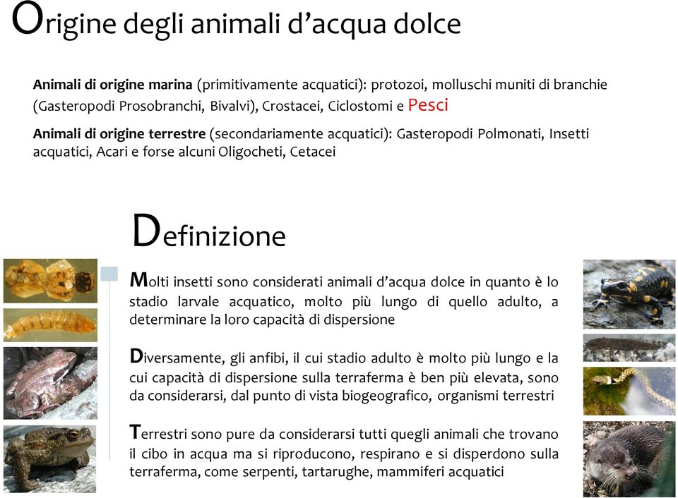 dolce in quanto è lo stadio larvale acquatico, molto più lungo di quello adulto, a determinare la loro capacità di dispersione Diversamente, gli anfibi, il cui stadio adulto è molto più lungo e la