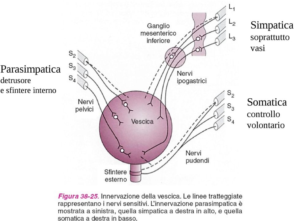 detrusore e sfintere