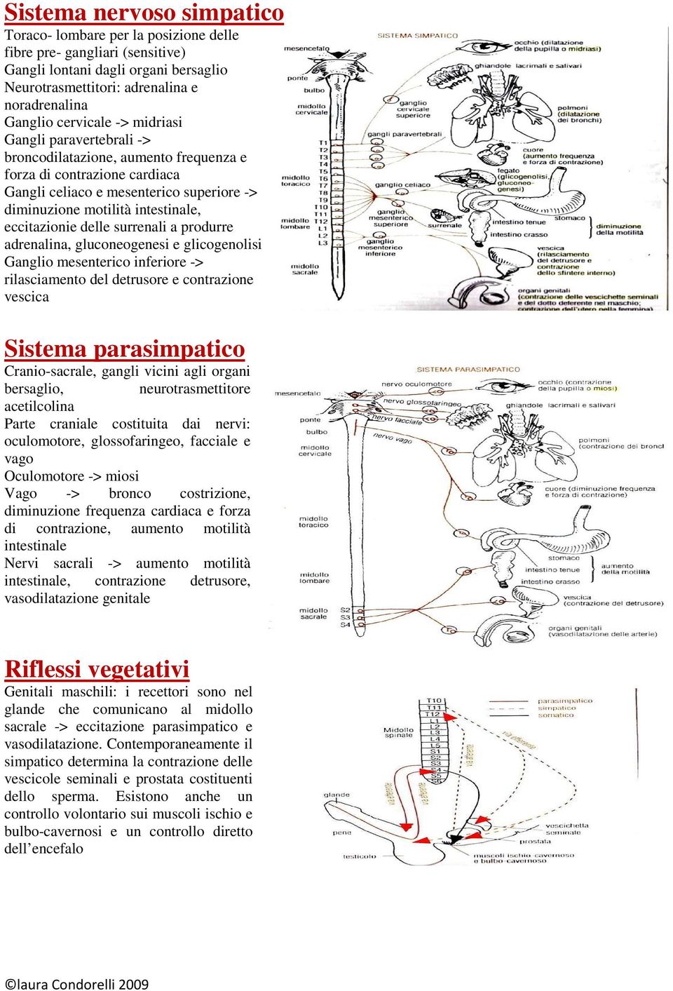 eccitazionie delle surrenali a produrre adrenalina, gluconeogenesi e glicogenolisi Ganglio mesenterico inferiore -> rilasciamento del detrusore e contrazione vescica Sistema parasimpatico