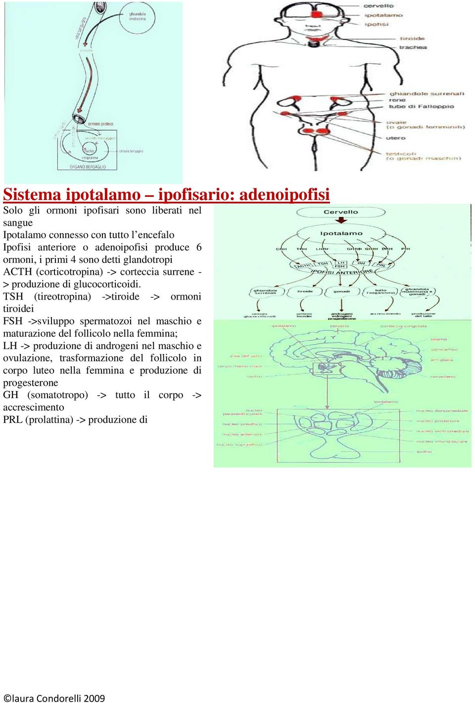 TSH (tireotropina) ->tiroide -> ormoni tiroidei FSH ->sviluppo spermatozoi nel maschio e maturazione del follicolo nella femmina; LH -> produzione di androgeni nel