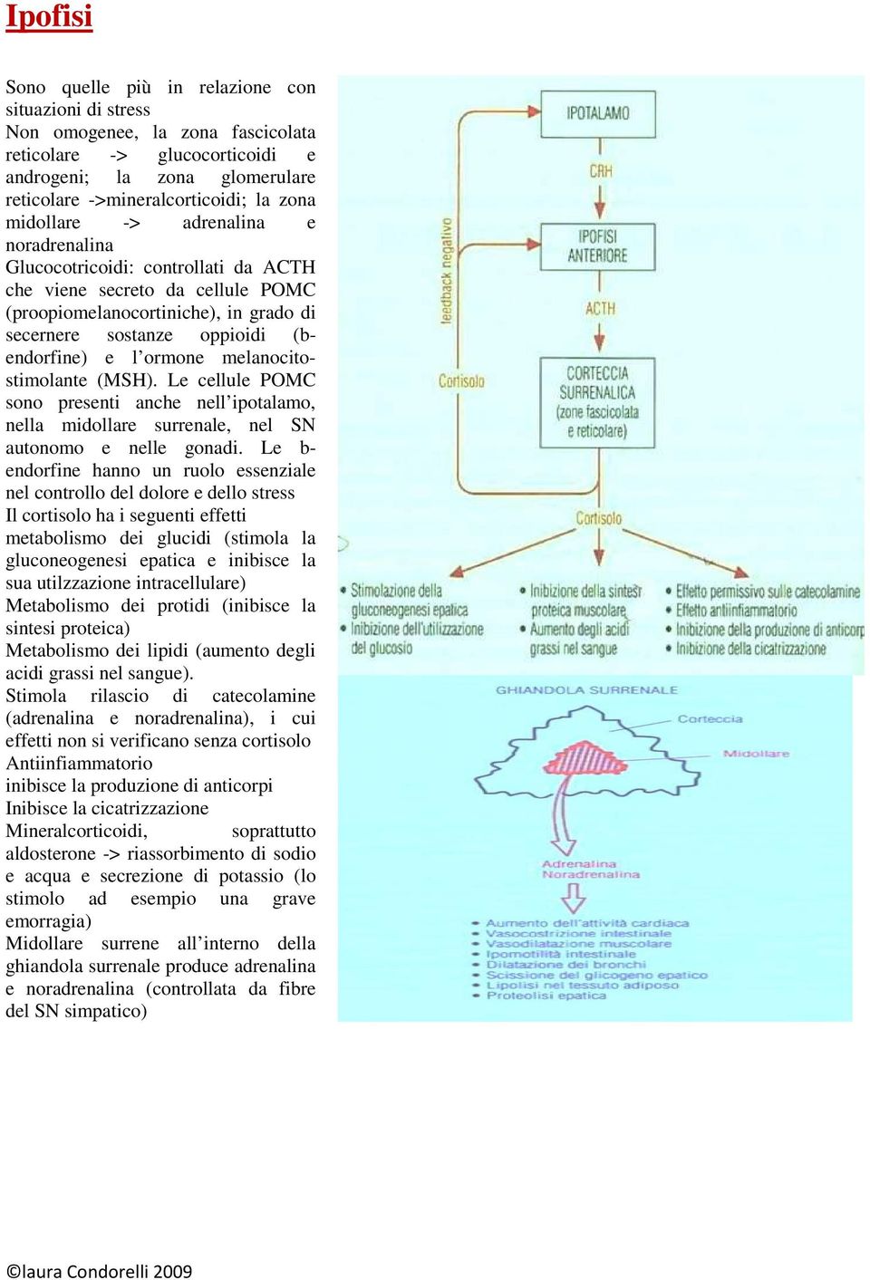 ormone melanocitostimolante (MSH). Le cellule POMC sono presenti anche nell ipotalamo, nella midollare surrenale, nel SN autonomo e nelle gonadi.