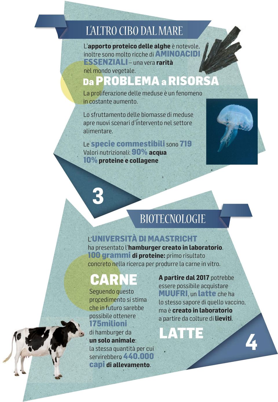 Le specie commestibili sono 719 Valori nutrizionali: 90% acqua 10% proteine e collagene 3 BIOTECNOLOGIE L UNIVERSITÀ DI MAASTRICHT ha presentato l hamburger creato in laboratorio.