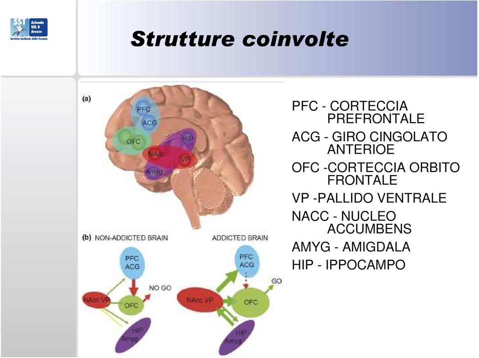 OFC -CORTECCIA ORBITO FRONTALE VP -PALLIDO VENTRALE