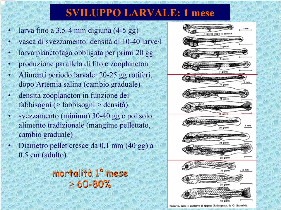 (cambio graduale) densità zooplancton in funzione dei fabbisogni (> fabbisogni > densità) svezzamento (minimo) 30-40 gg e poi solo