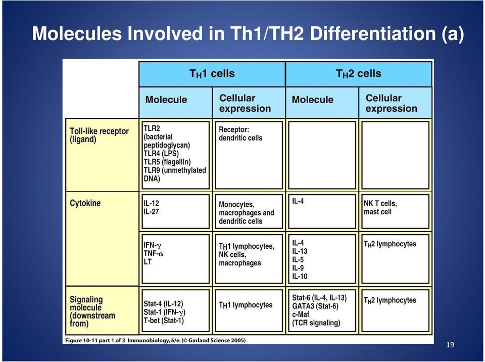 Th1/TH2