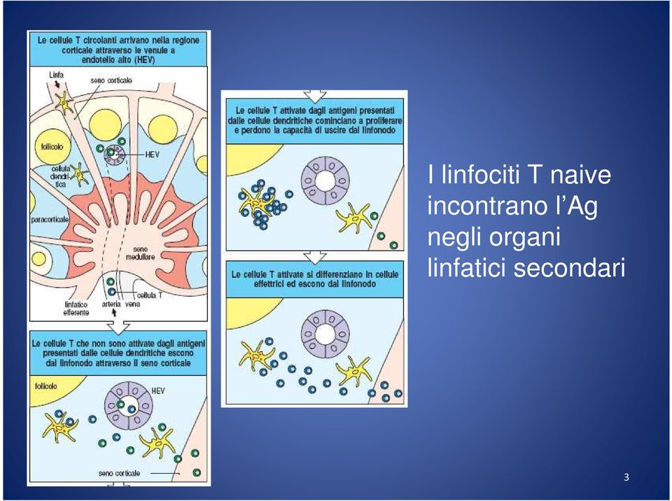 l Ag negli organi