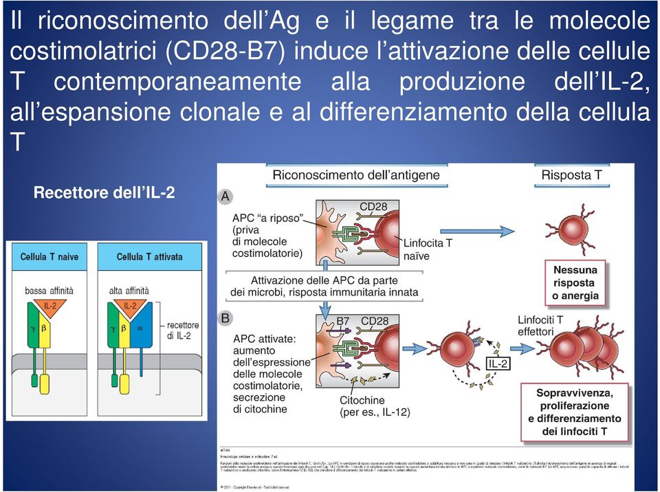 T contemporaneamente alla produzione dell IL-2, all