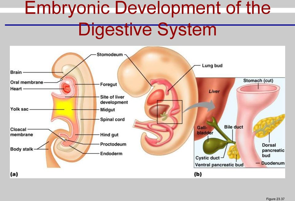 the Digestive