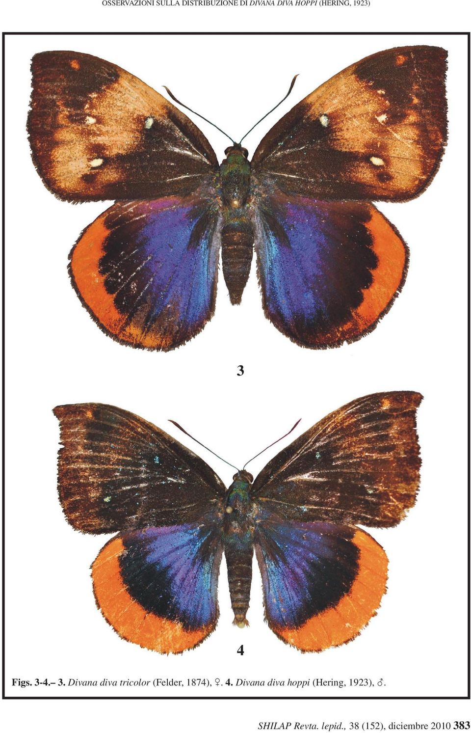 4 Figs. 3-4. 3. Divana diva tricolor (Felder, 1874), 0.