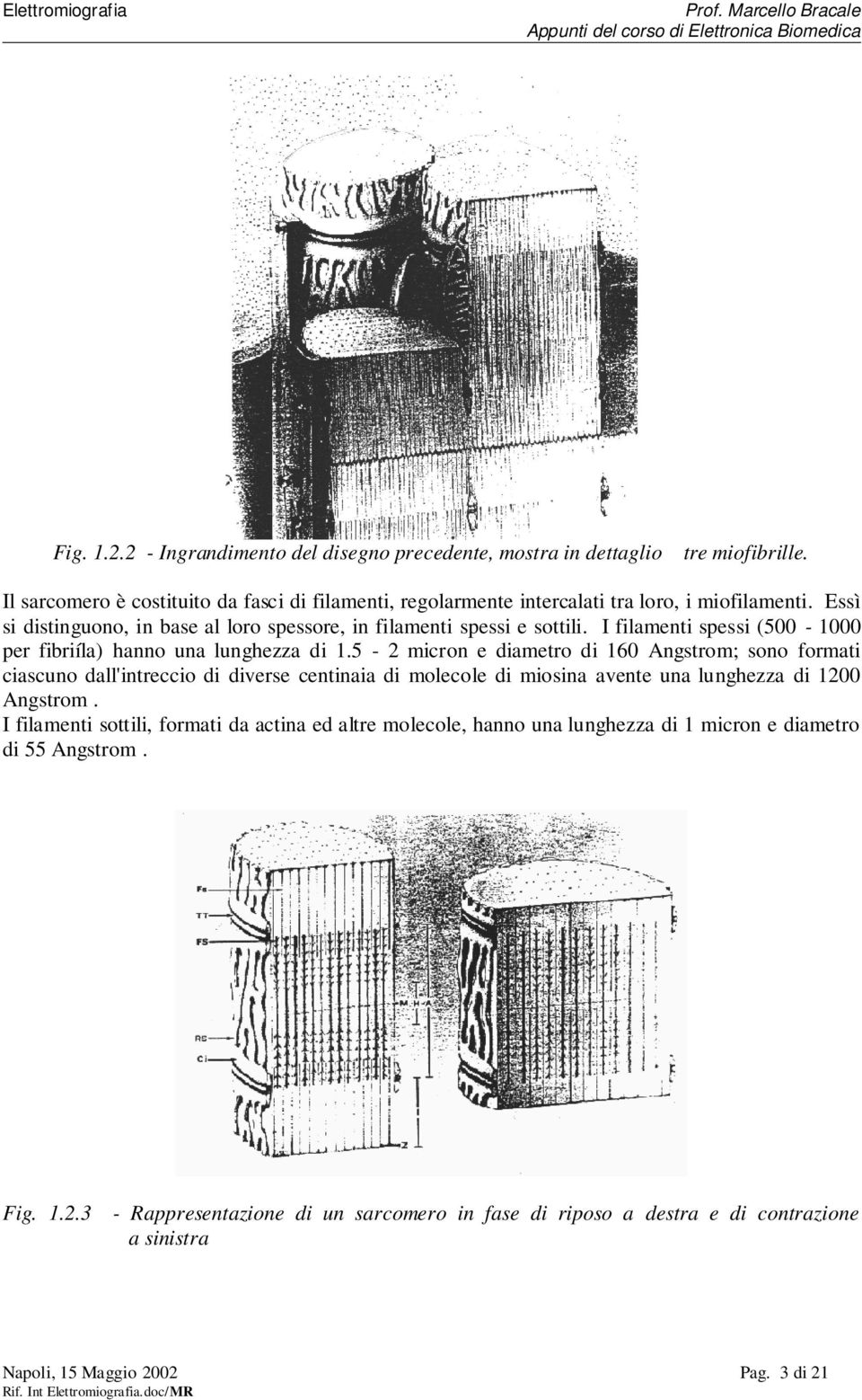 5-2 micron e diametro di 160 Angstrom; sono formati ciascuno dall'intreccio di diverse centinaia di molecole di miosina avente una lunghezza di 1200 Angstrom.