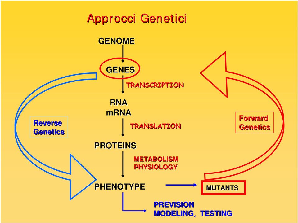 TRANSCRIPTION TRANSLATION METABOLISM