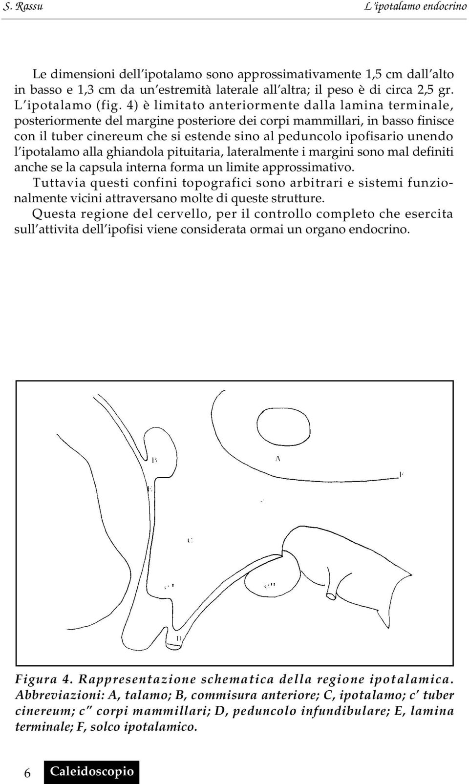 unendo l ipotalamo alla ghiandola pituitaria, lateralmente i margini sono mal definiti anche se la capsula interna forma un limite approssimativo.