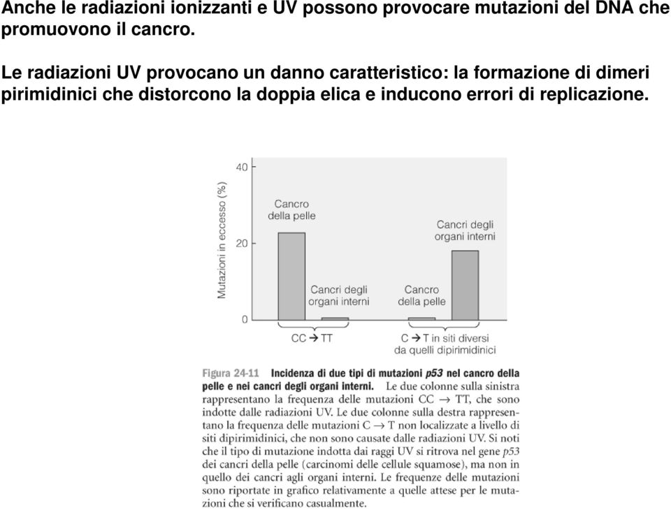 Le radiazioni UV provocano un danno caratteristico: la