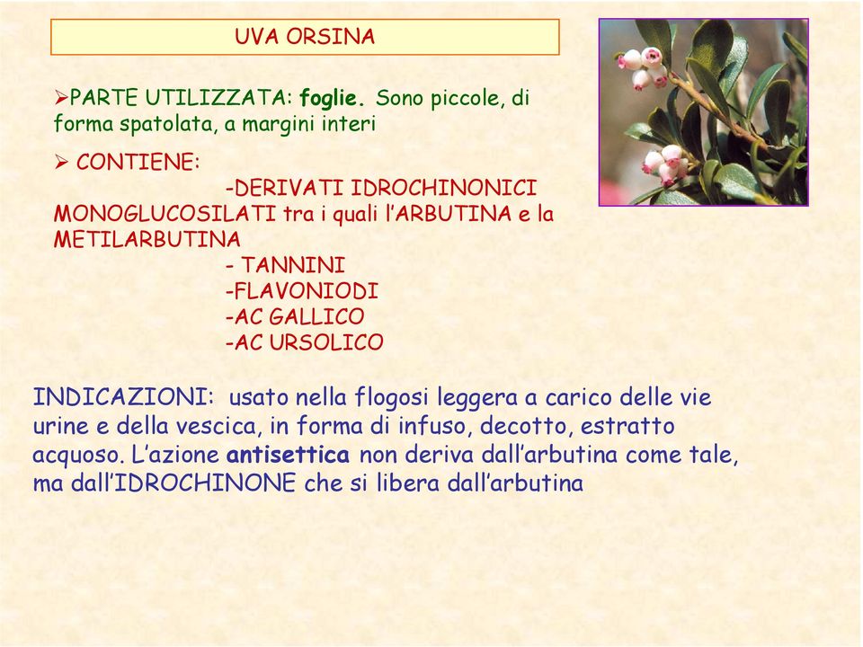 ARBUTINA e la METILARBUTINA - TANNINI -FLAVONIODI -AC GALLICO -AC URSOLICO INDICAZIONI: usato nella flogosi leggera