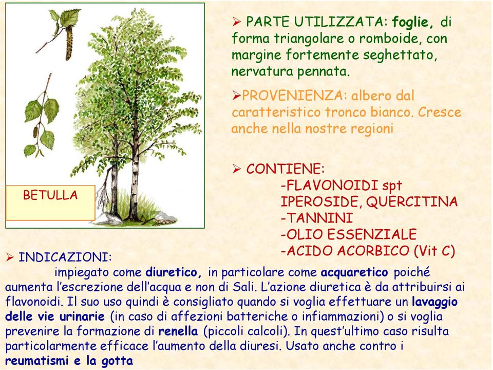 acquaretico poiché aumenta l escrezione dell acqua e non di Sali. L azione diuretica è da attribuirsi ai flavonoidi.