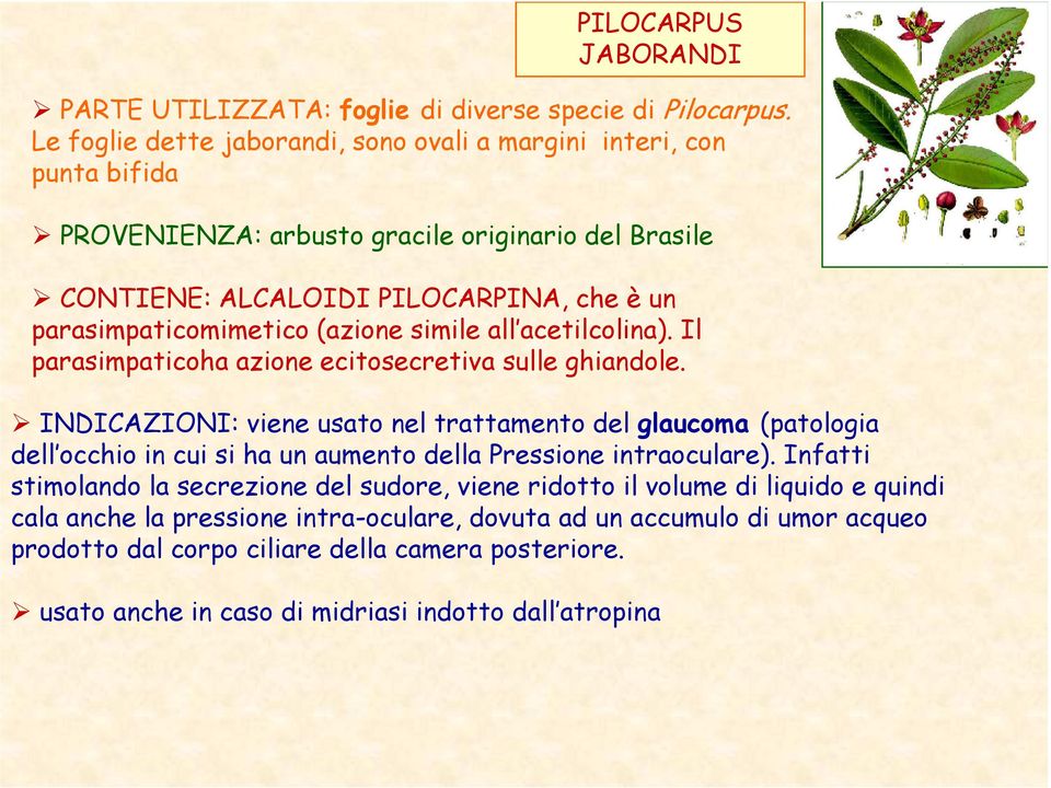 (azione simile all acetilcolina). Il parasimpaticoha azione ecitosecretiva sulle ghiandole.