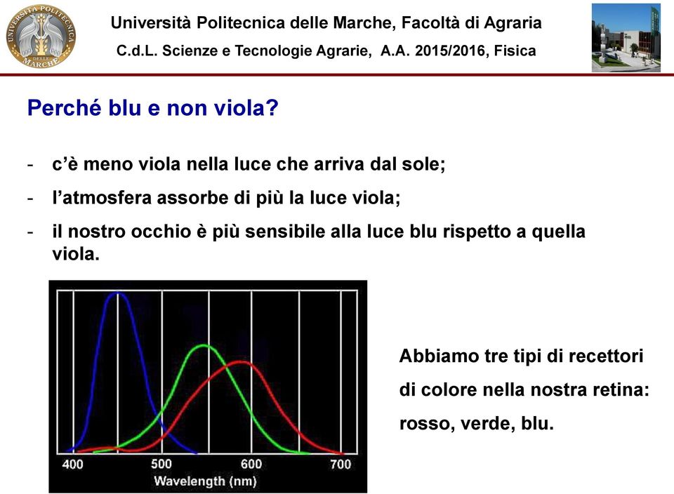 assorbe di più la luce viola; - il nostro occhio è più sensibile