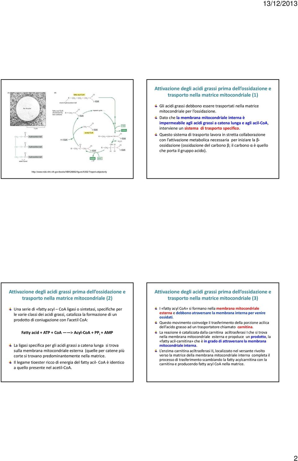 Questo sistema di trasporto lavora in stretta collaborazione con l attivazione metabolica necessaria per iniziare la β ossidazione (ossidazione del carbono β; il carbono α è quello che porta il