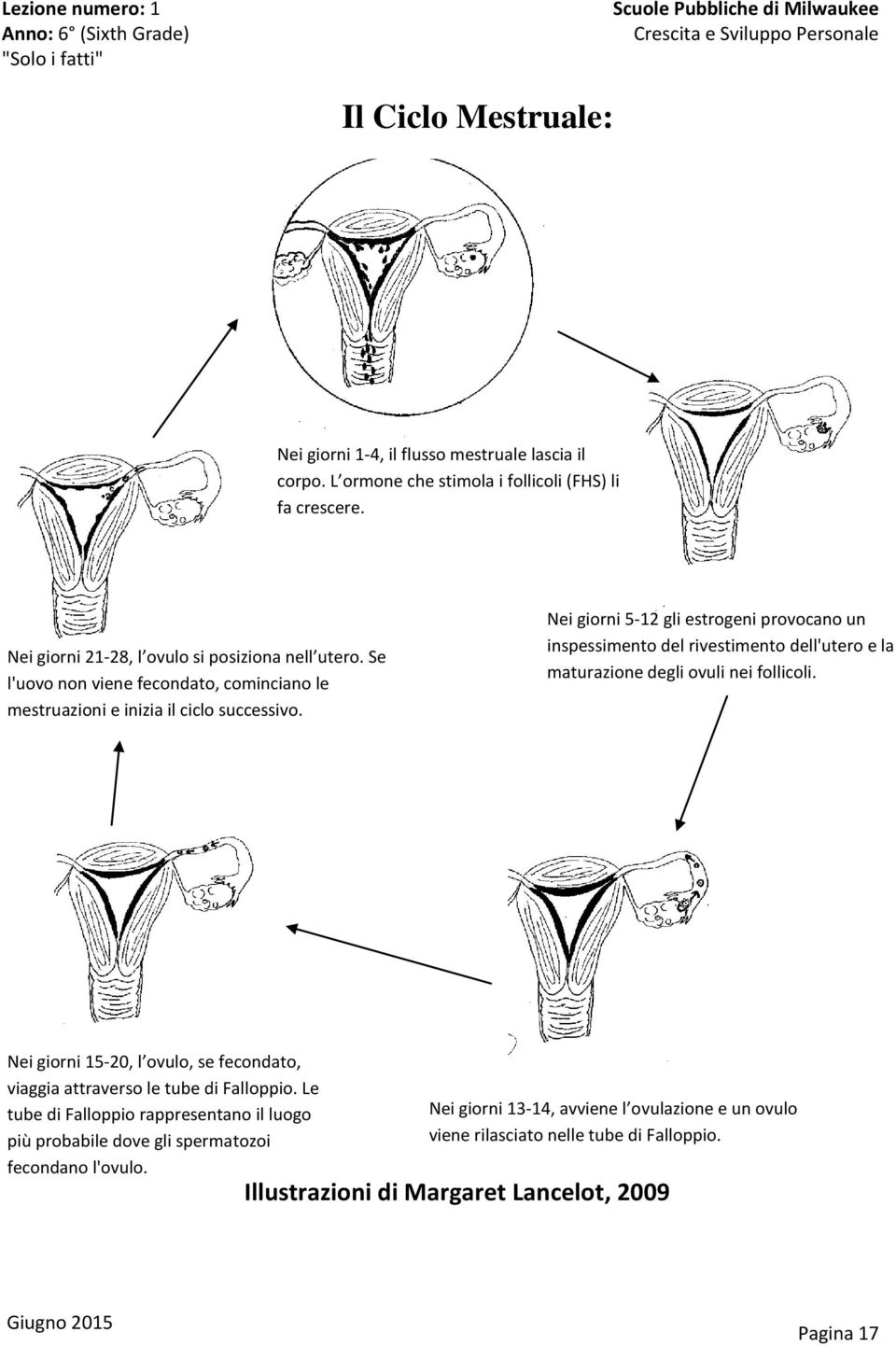 Nei giorni 5-12 gli estrogeni provocano un inspessimento del rivestimento dell'utero e la maturazione degli ovuli nei follicoli.