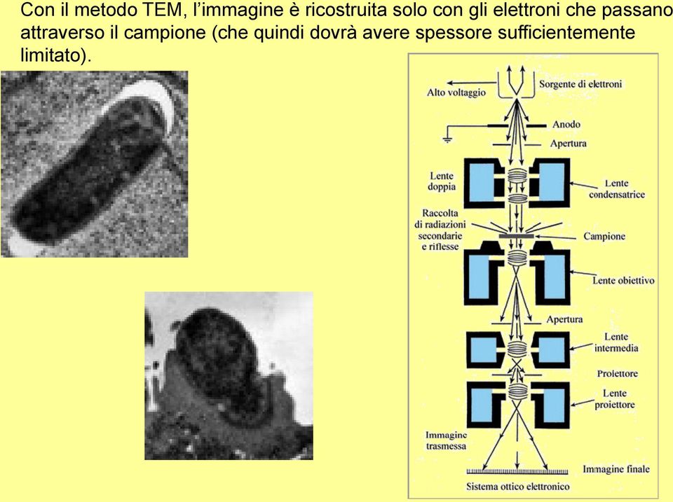 passano attraverso il campione (che