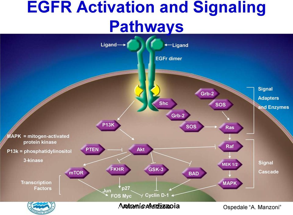 kinase P13k = phosphatidylinositol PTEN Akt Raf 3-kinase mtor FKHR GSK-3 BAD MEK