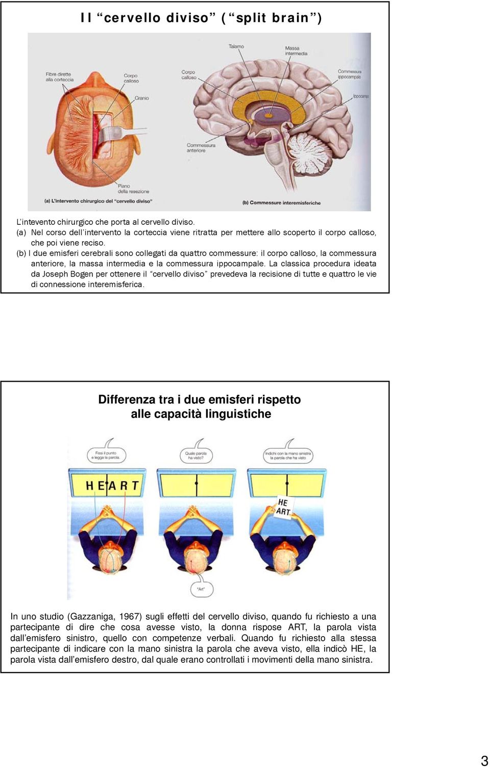 (b) I due emisferi cerebrali sono collegati da quattro commessure: il corpo calloso, la commessura anteriore, la massa intermedia e la commessura ippocampale.